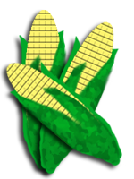 corn