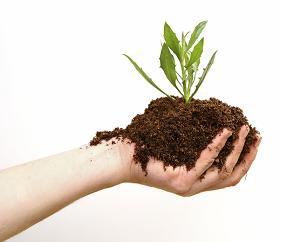 plant your job search tree!