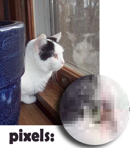 Sophie as a raster cat